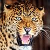 fiercefindsonly
